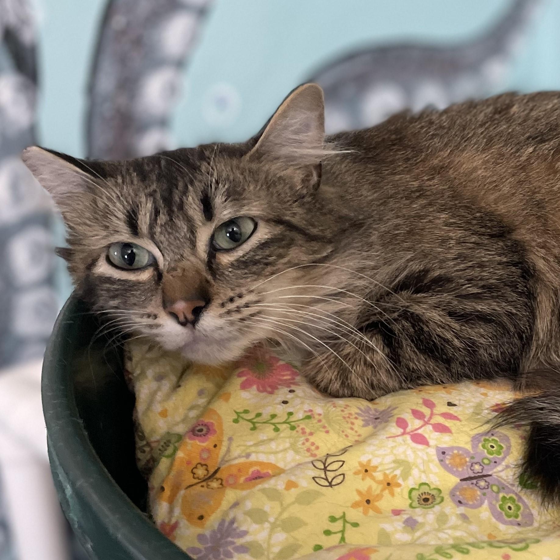 Penny - Nice Little Tabby, adopted, Adult Female Tabby.