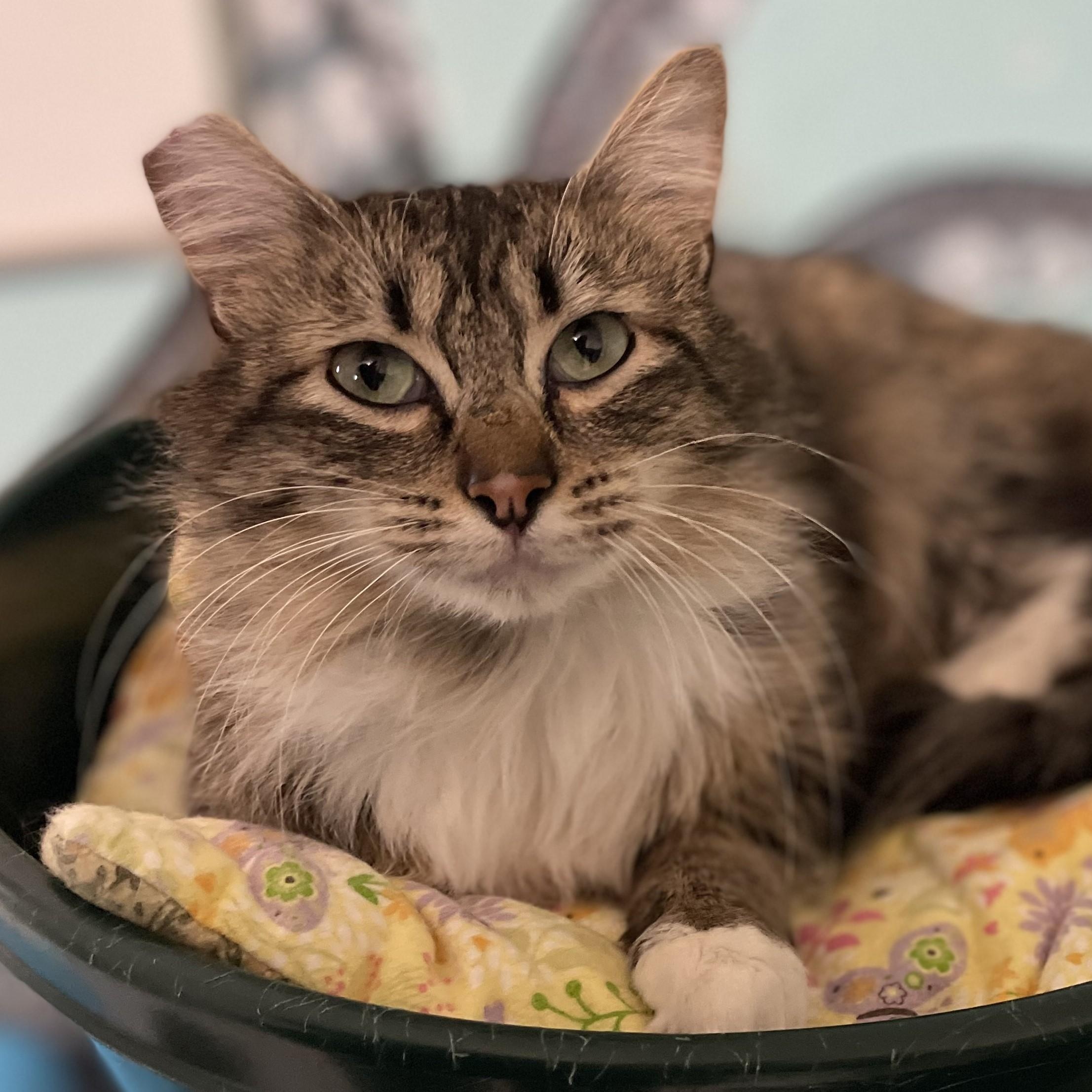 Enlarge Penny - Nice Little Tabby, an adopted Tabby in Hoquiam, WA image 4/5