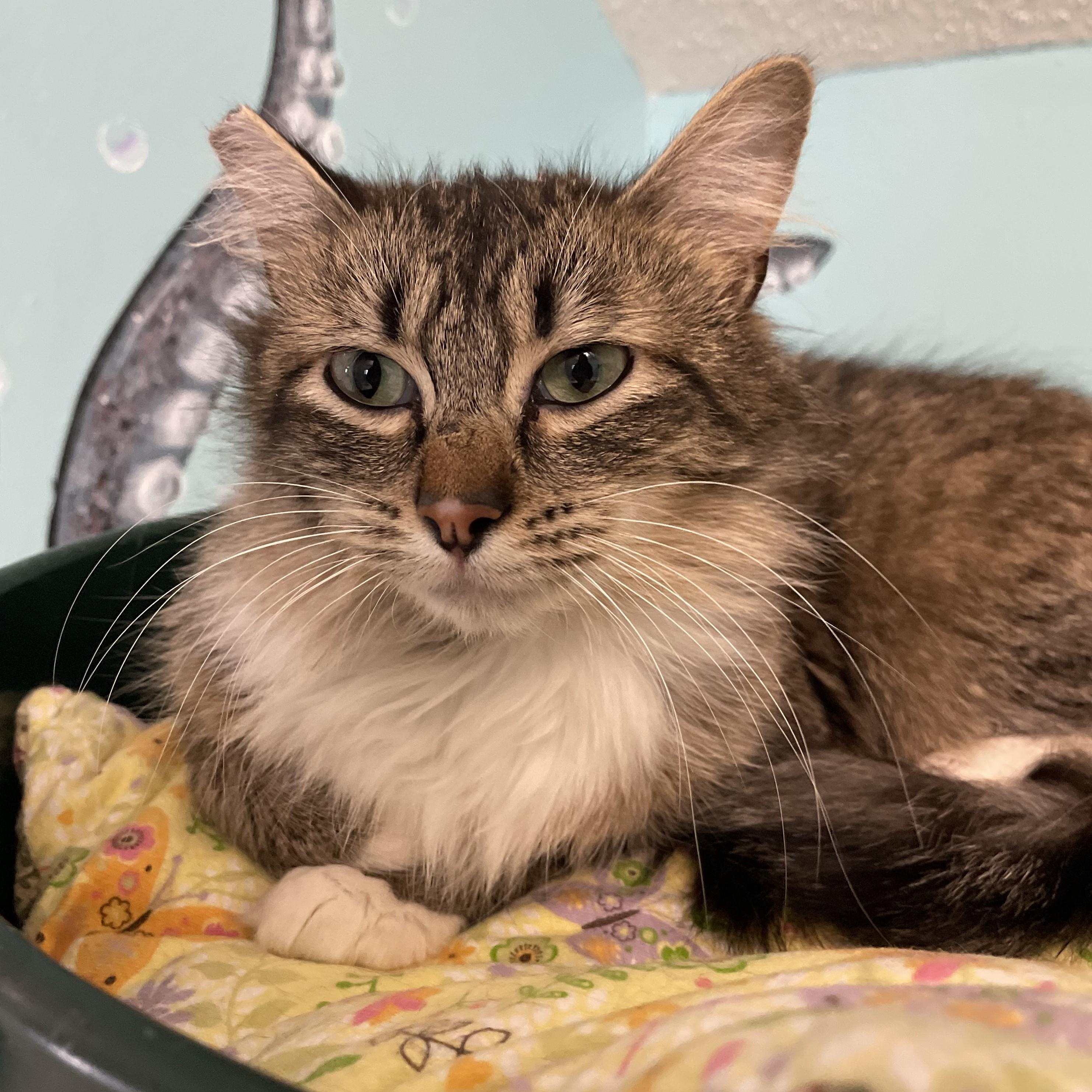 Enlarge Penny - Nice Little Tabby, an adopted Tabby in Hoquiam, WA image 5/5