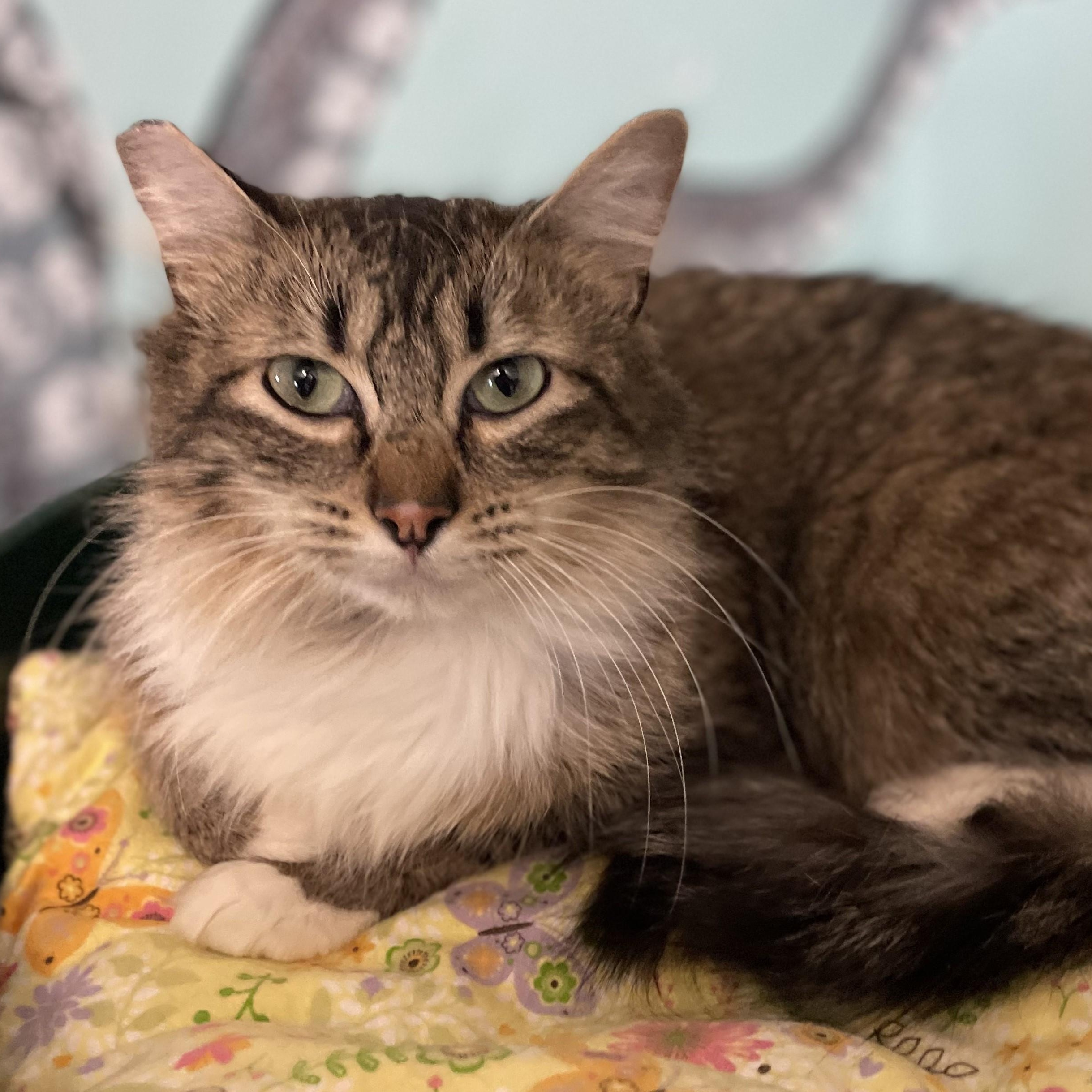 Enlarge Penny - Nice Little Tabby, an adopted Tabby in Hoquiam, WA image 3/5