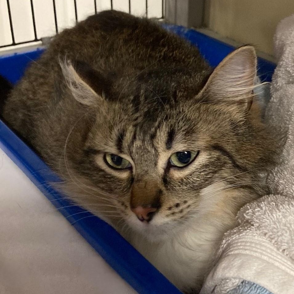 Enlarge Penny - Nice Little Tabby, an adopted Tabby in Hoquiam, WA image 2/5