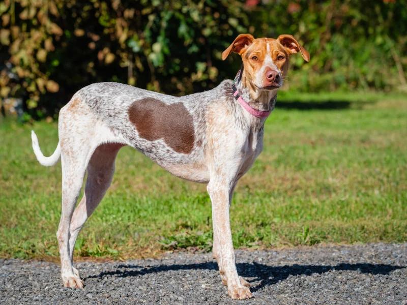 Enlarge Birdie, a Adoptable mixed breed in Pointe-Fortune, QC image 2/2
