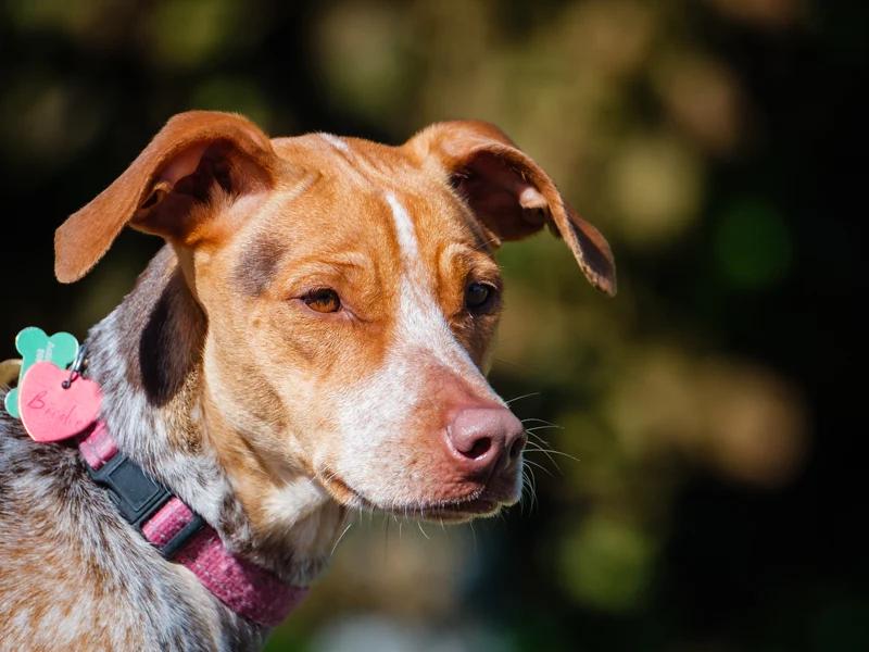 Enlarge Birdie, a Adoptable mixed breed in Pointe-Fortune, QC image 1/2