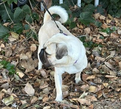 Enlarge BOWIE, a Adopted mixed breed in Bell Gardens, CA image 2/6