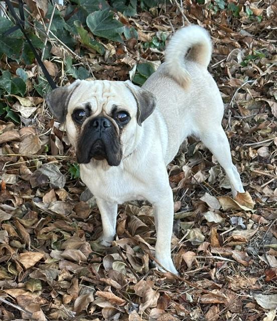 Enlarge BOWIE, a Adopted mixed breed in Bell Gardens, CA image 3/6