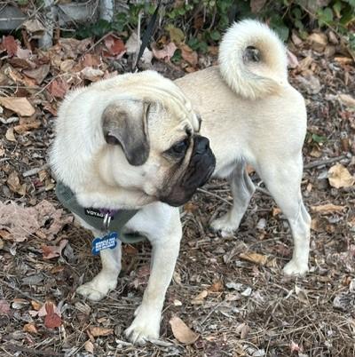Enlarge BOWIE, a Adopted mixed breed in Bell Gardens, CA image 1/6