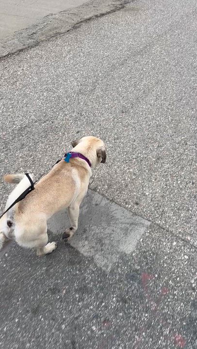 Enlarge BOWIE, a Adopted mixed breed in Bell Gardens, CA video 5/6