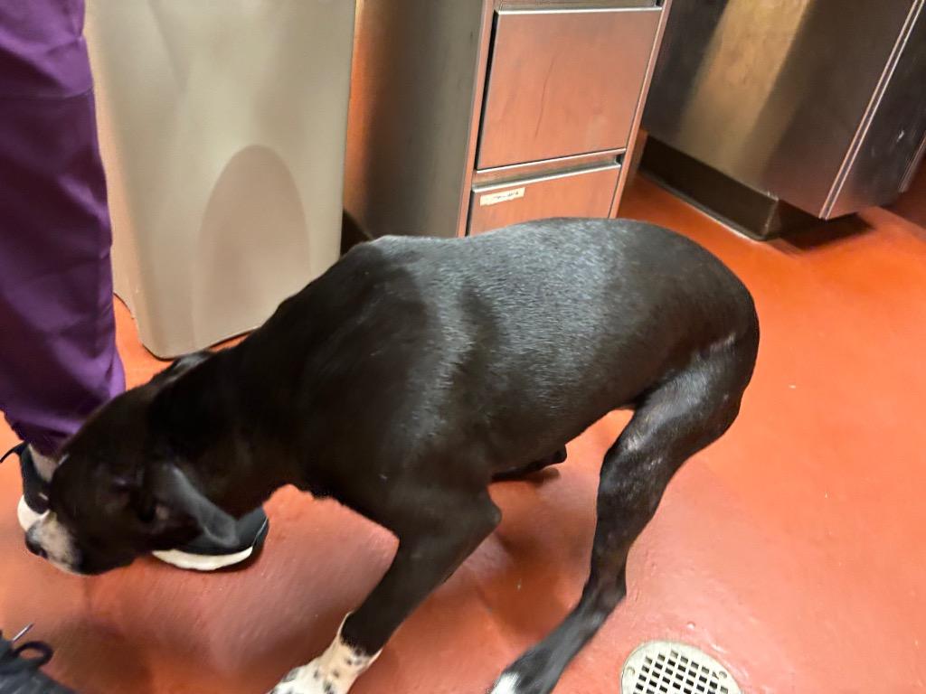 Enlarge Jitterbug, a Adoptable mixed breed in Douglasville, GA image 1/6