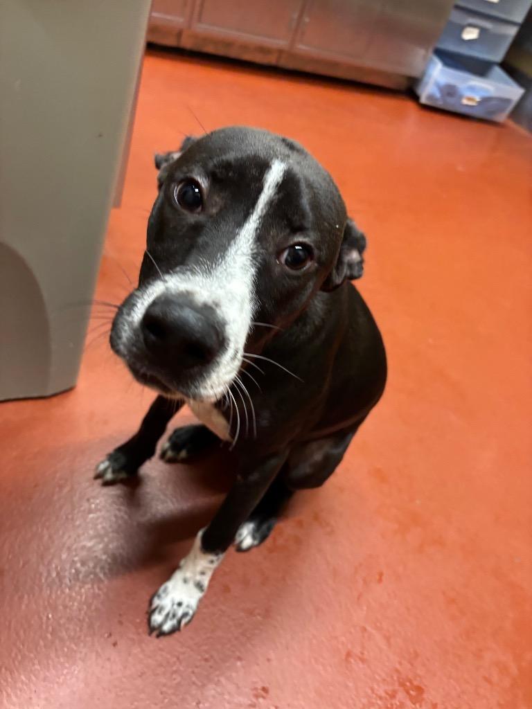 Enlarge Jitterbug, a Adoptable mixed breed in Douglasville, GA image 2/6