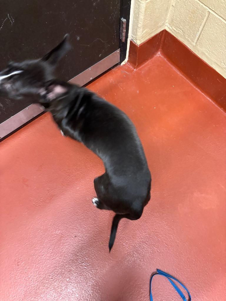 Enlarge Jitterbug, a Adoptable mixed breed in Douglasville, GA image 3/6