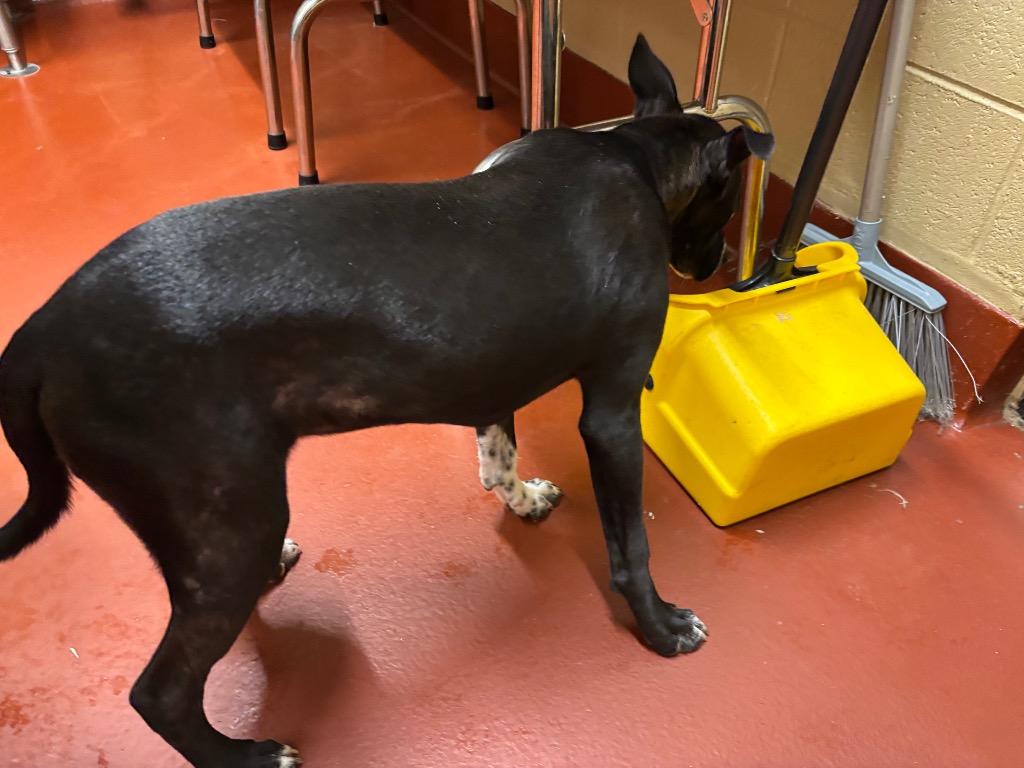 Enlarge Jitterbug, a Adoptable mixed breed in Douglasville, GA image 4/6