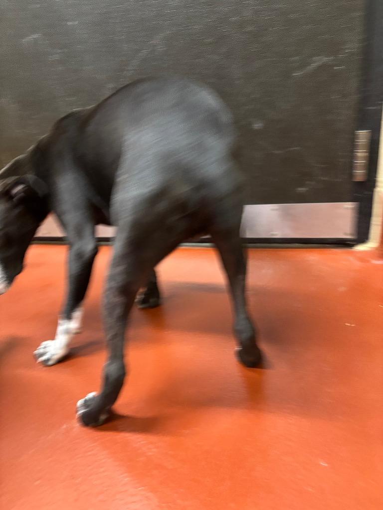 Enlarge Jitterbug, a Adoptable mixed breed in Douglasville, GA image 5/6