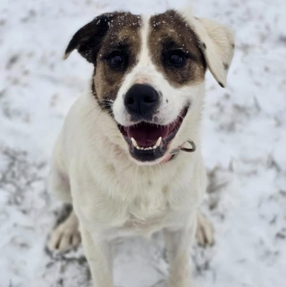 Harley, a Adopted mixed breed in Hickory, NC image 1/6