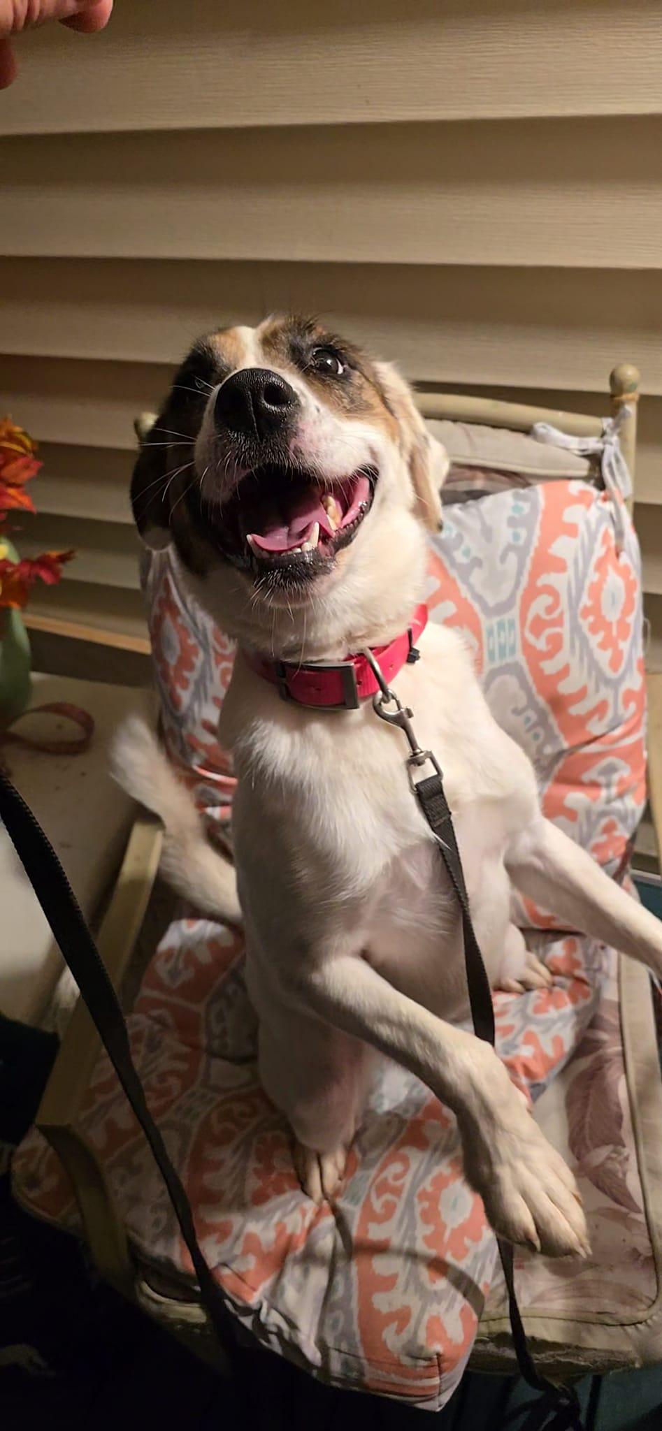 Harley, a Adopted mixed breed in Hickory, NC image 2/6