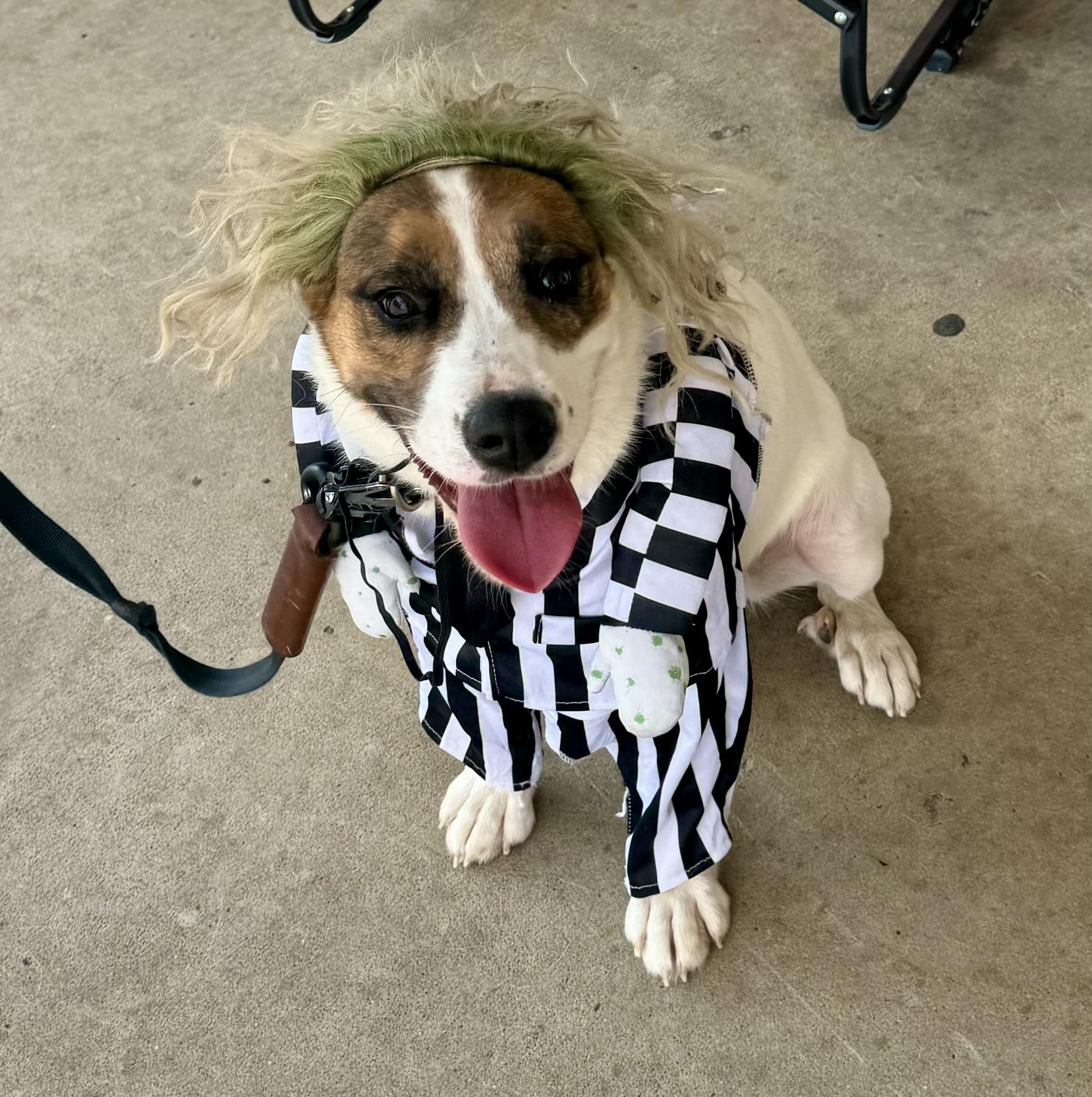 Harley, a Adopted mixed breed in Hickory, NC image 3/6