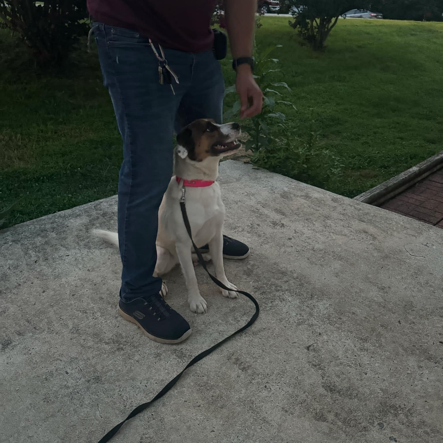Harley, a Adopted mixed breed in Hickory, NC image 4/6