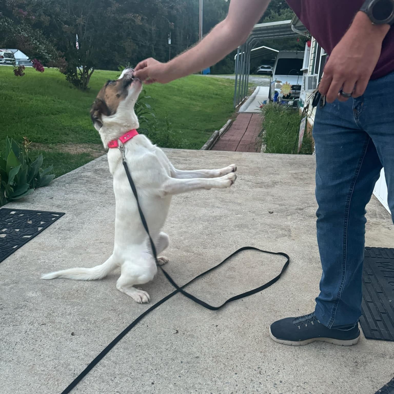 Harley, a Adopted mixed breed in Hickory, NC image 5/6