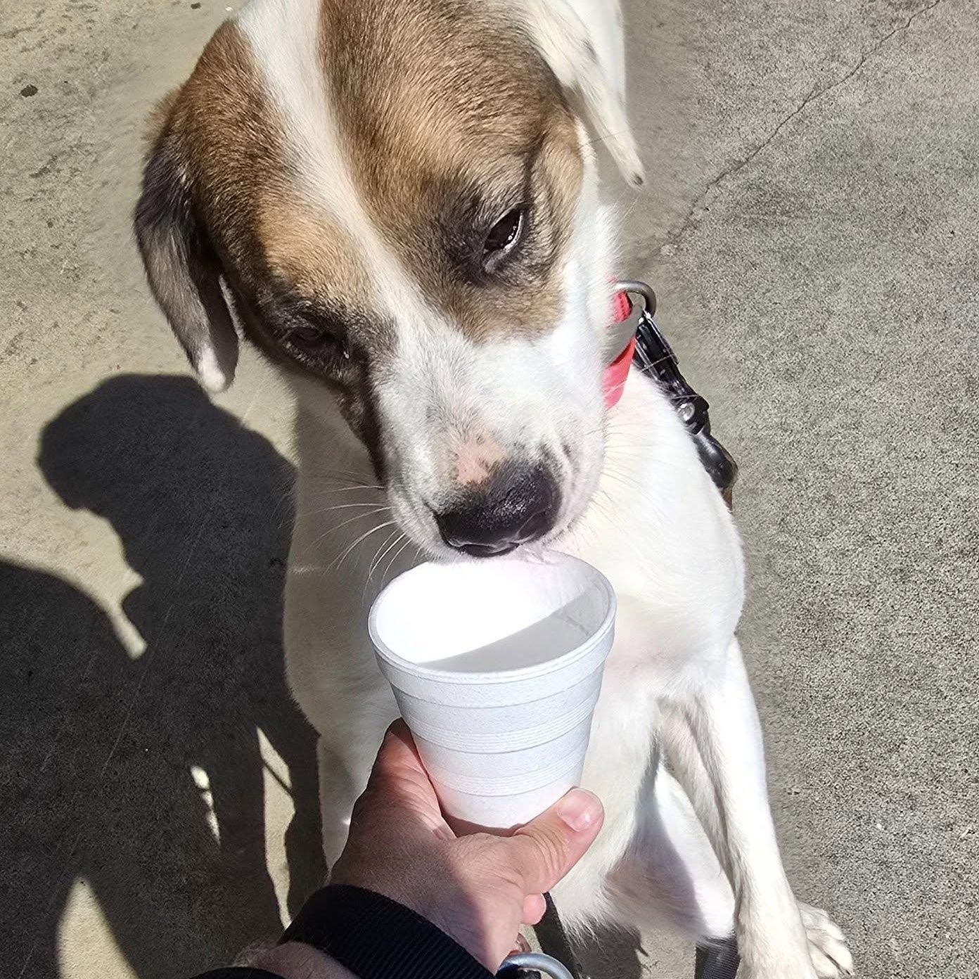 Harley, a Adopted mixed breed in Hickory, NC image 6/6