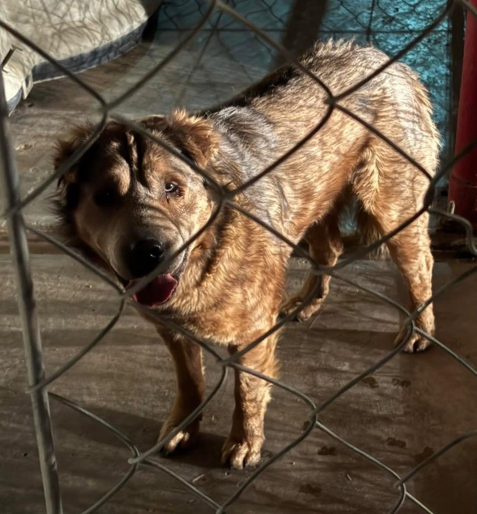 Enlarge Teddybear - Romeo, a Adoptable mixed breed in Tucumcari, NM image 1/4