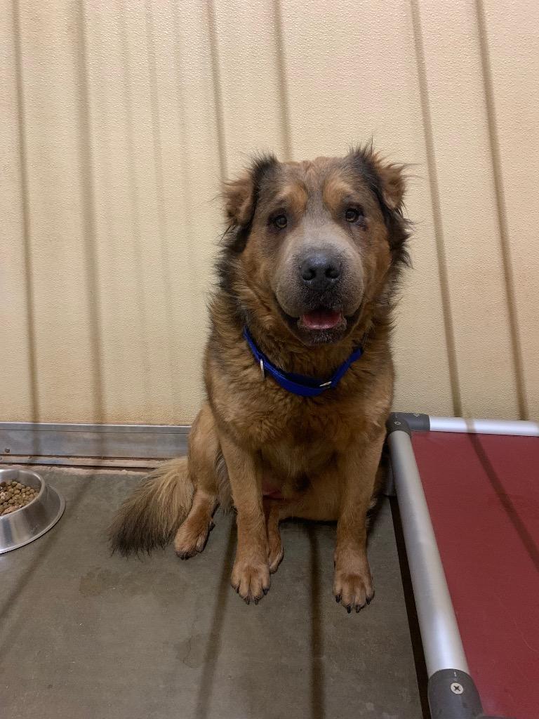 Enlarge Teddybear - Romeo, a Adoptable mixed breed in Tucumcari, NM image 3/4