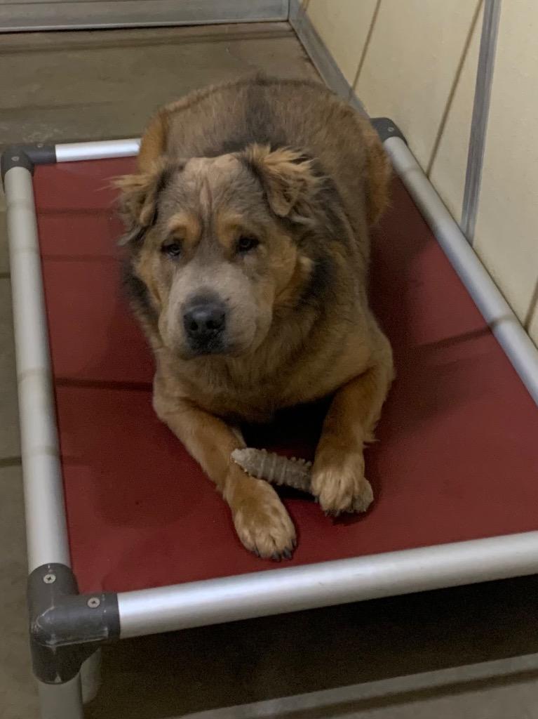 Enlarge Teddy - Brownie, a Adoptable mixed breed in Tucumcari, NM image 2/3