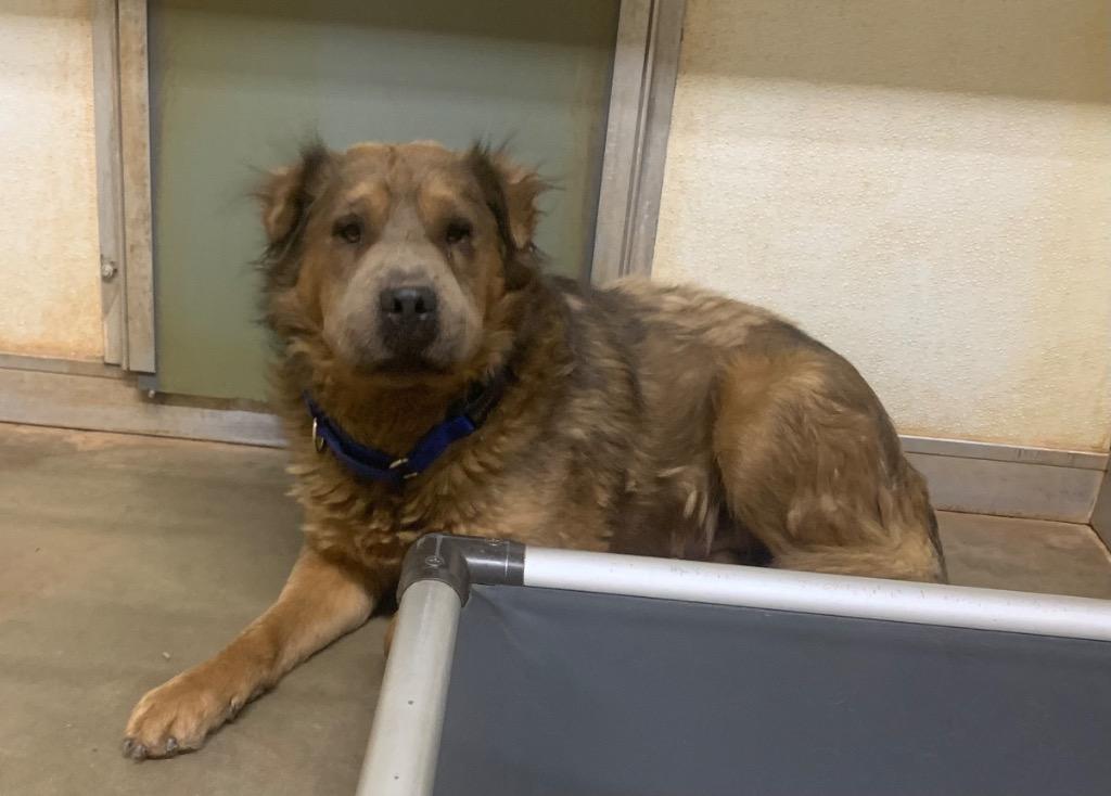 Enlarge Teddy - Brownie, a Adoptable mixed breed in Tucumcari, NM image 3/3