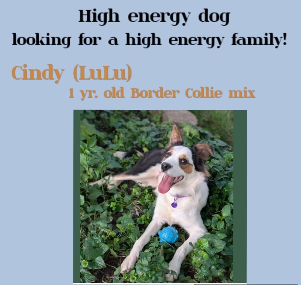 Enlarge Cindy Lu, a Adopted Border Collie in Rockford, IL image 1/5