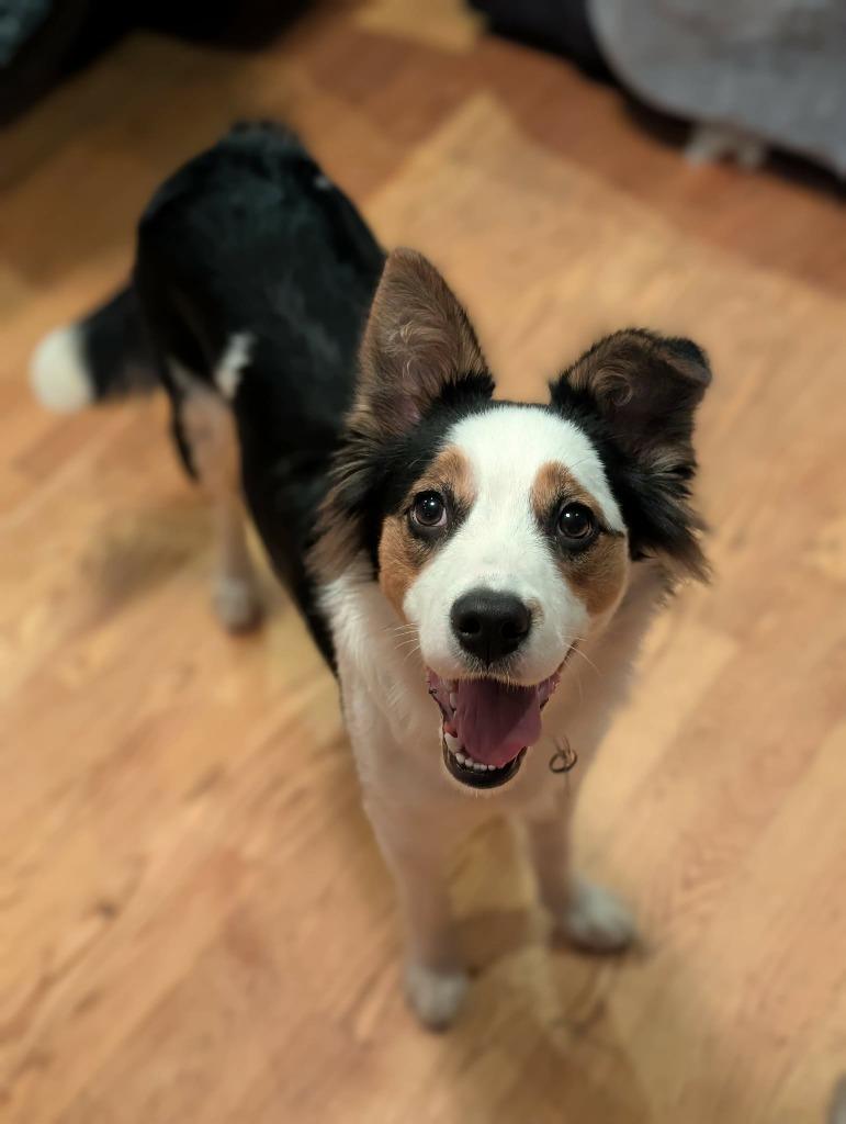 Enlarge Cindy Lu, a Adopted Border Collie in Rockford, IL image 2/5