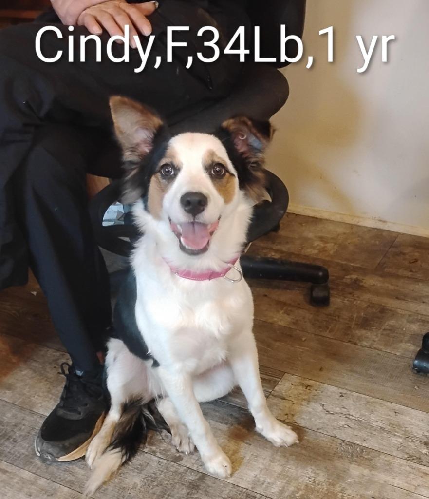 Enlarge Cindy Lu, a Adopted Border Collie in Rockford, IL image 3/5