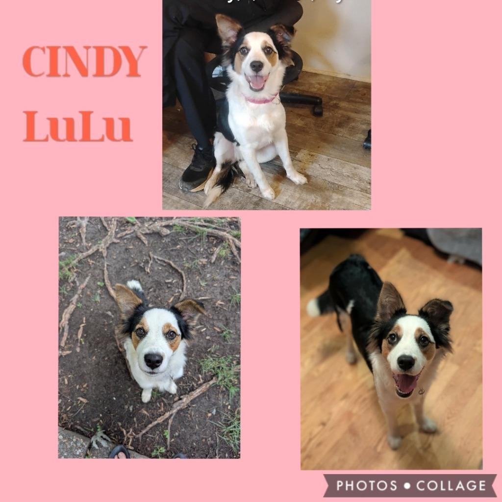 Enlarge Cindy Lu, a Adopted Border Collie in Rockford, IL image 4/5
