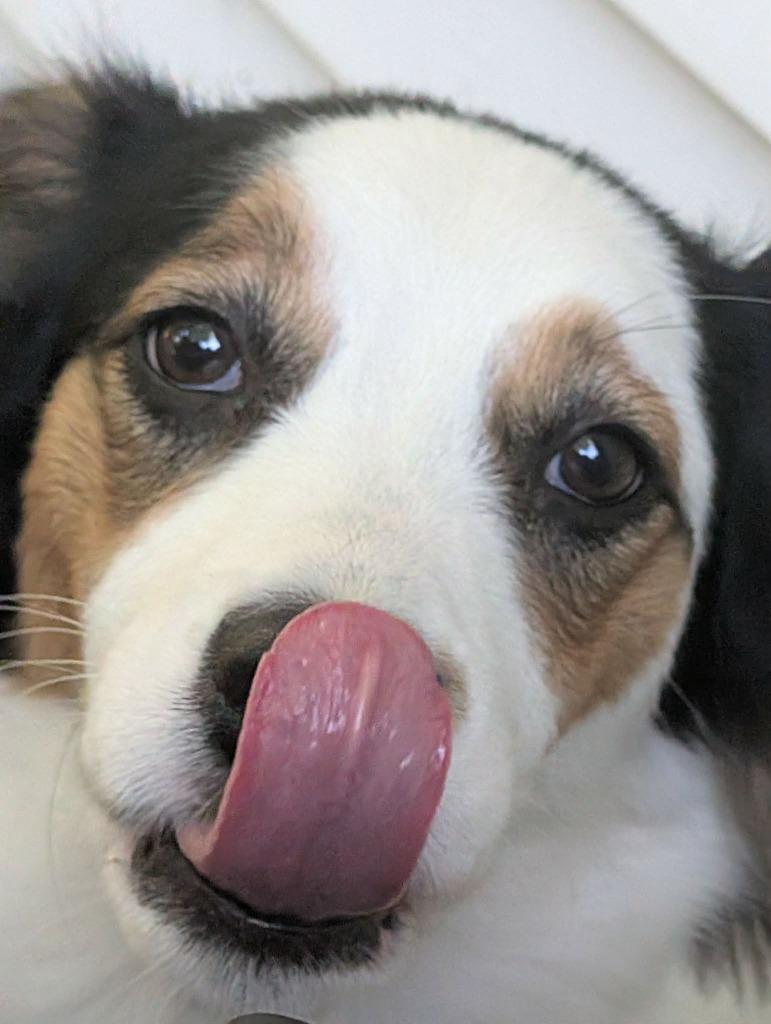 Enlarge Cindy Lu, a Adopted Border Collie in Rockford, IL image 5/5