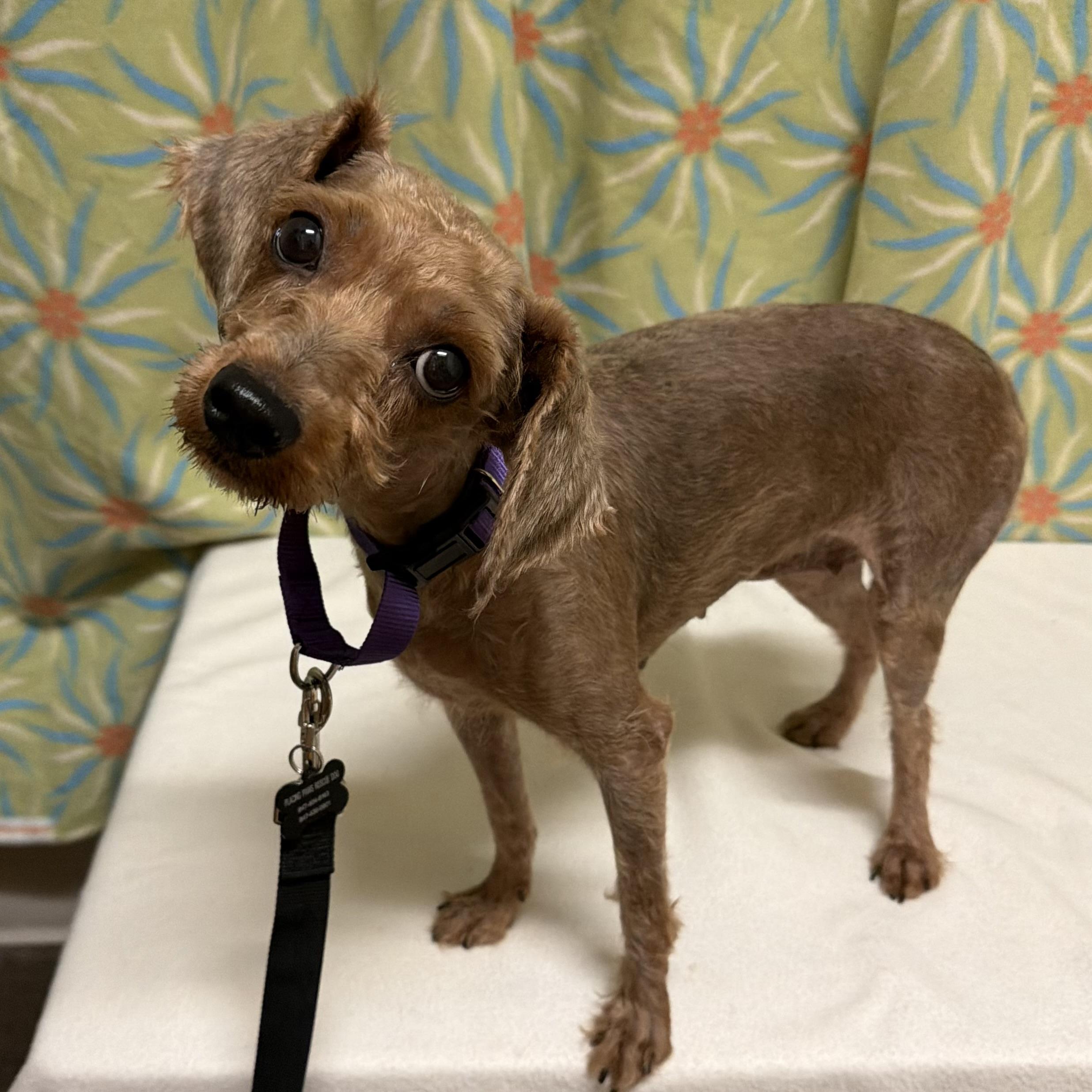 Enlarge Betsy, an adopted mixed breed in Libertyville, IL image 4/6