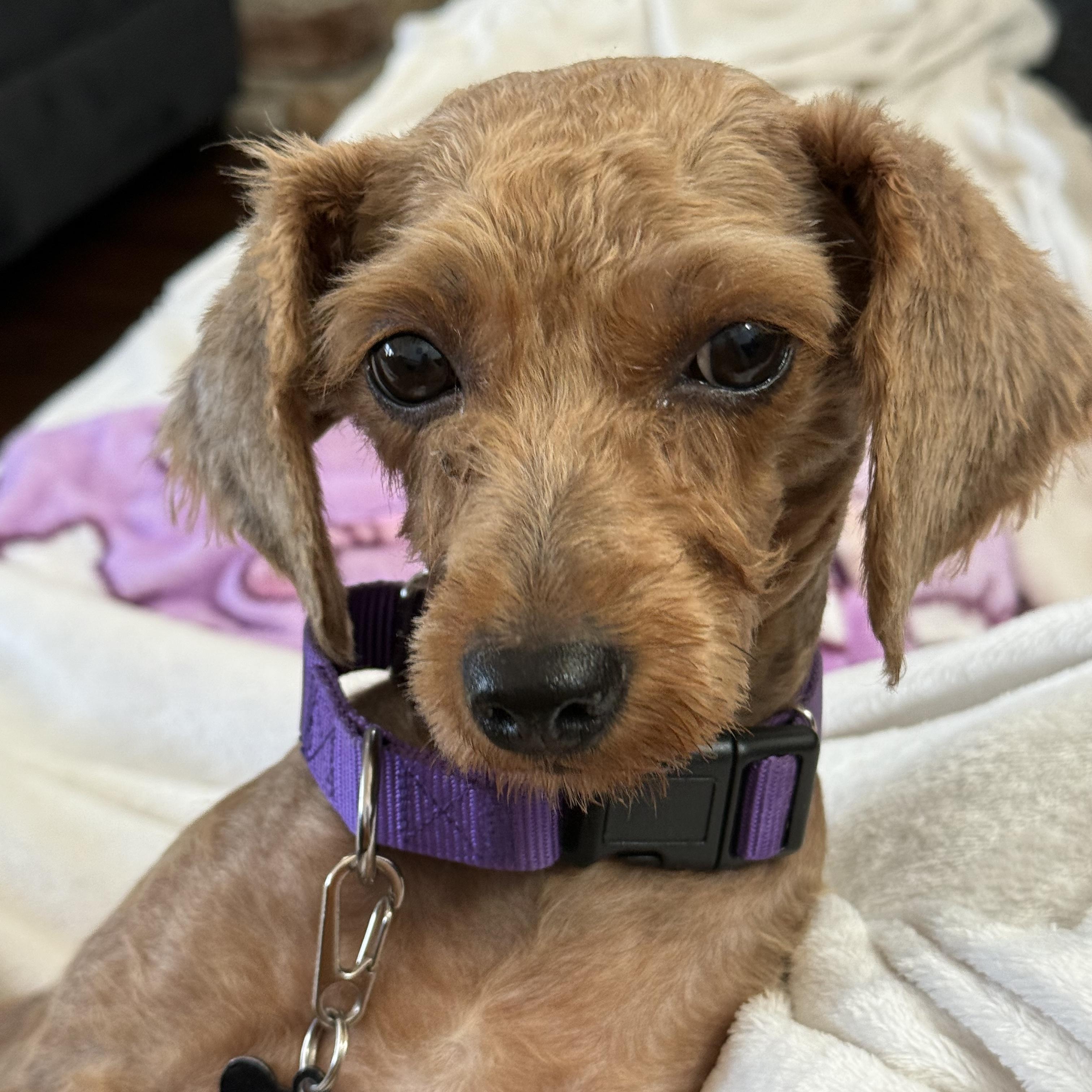 Betsy, adopted, Adult Female Miniature Poodle.