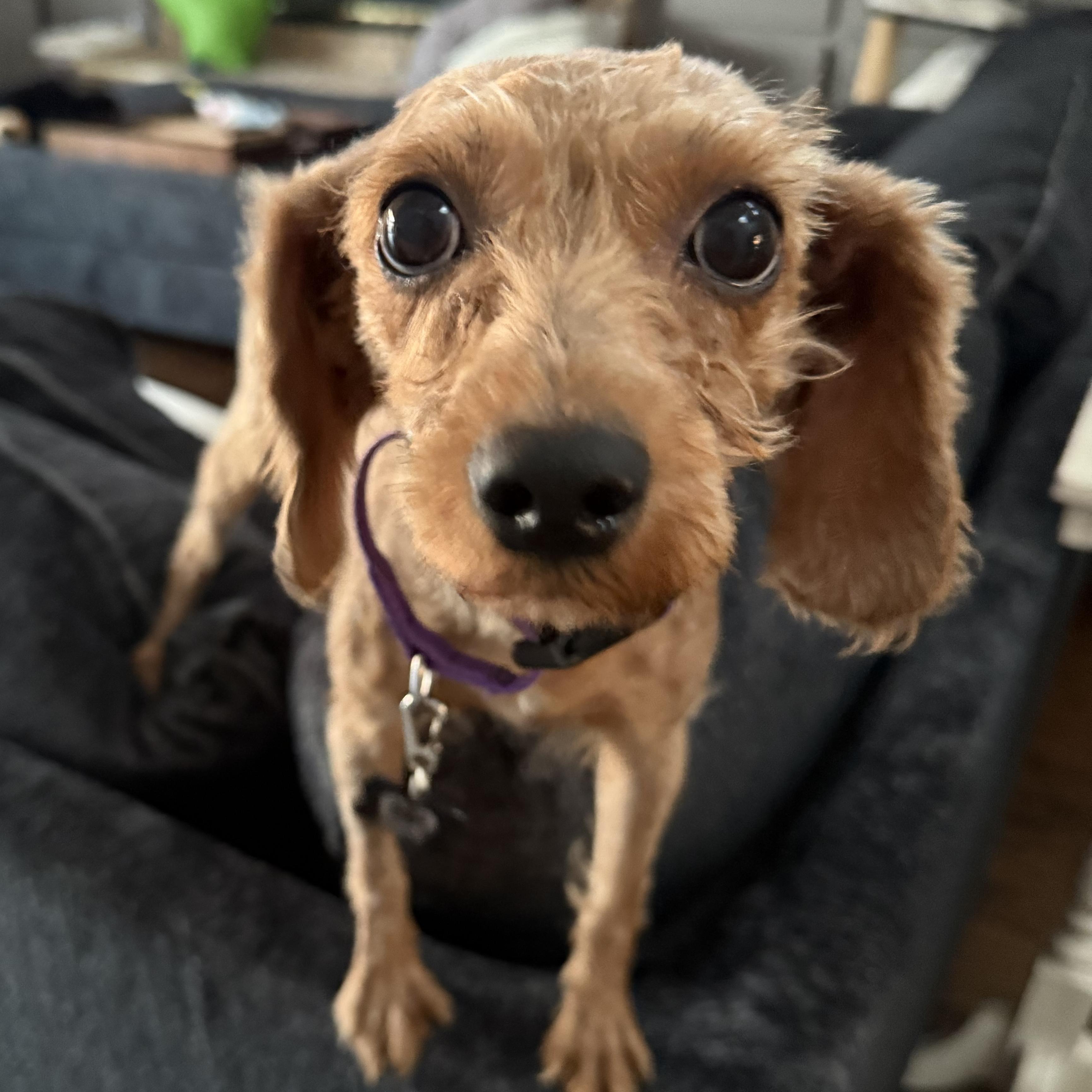 Enlarge Betsy, an adopted mixed breed in Libertyville, IL image 5/6