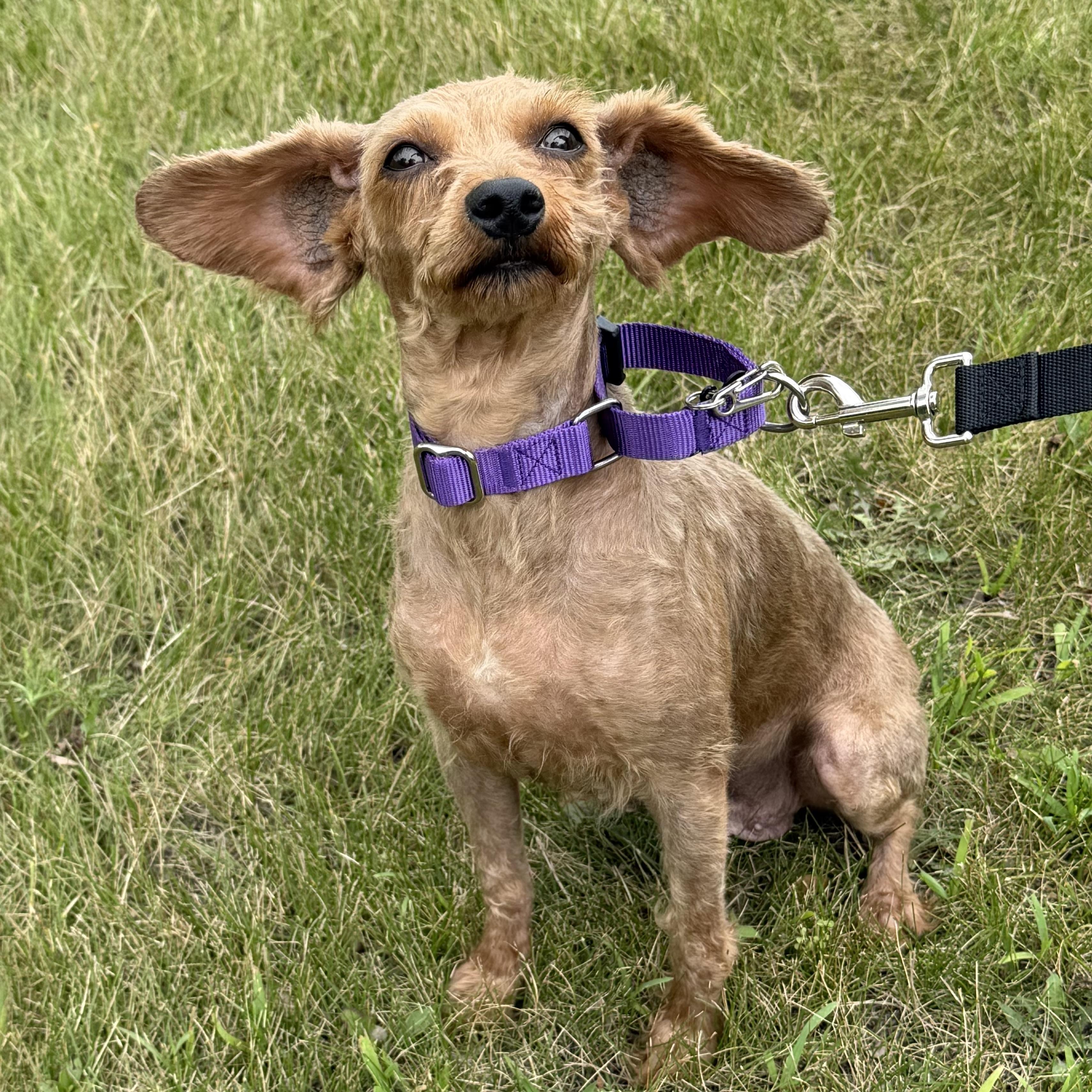 Enlarge Betsy, an adopted mixed breed in Libertyville, IL image 3/6