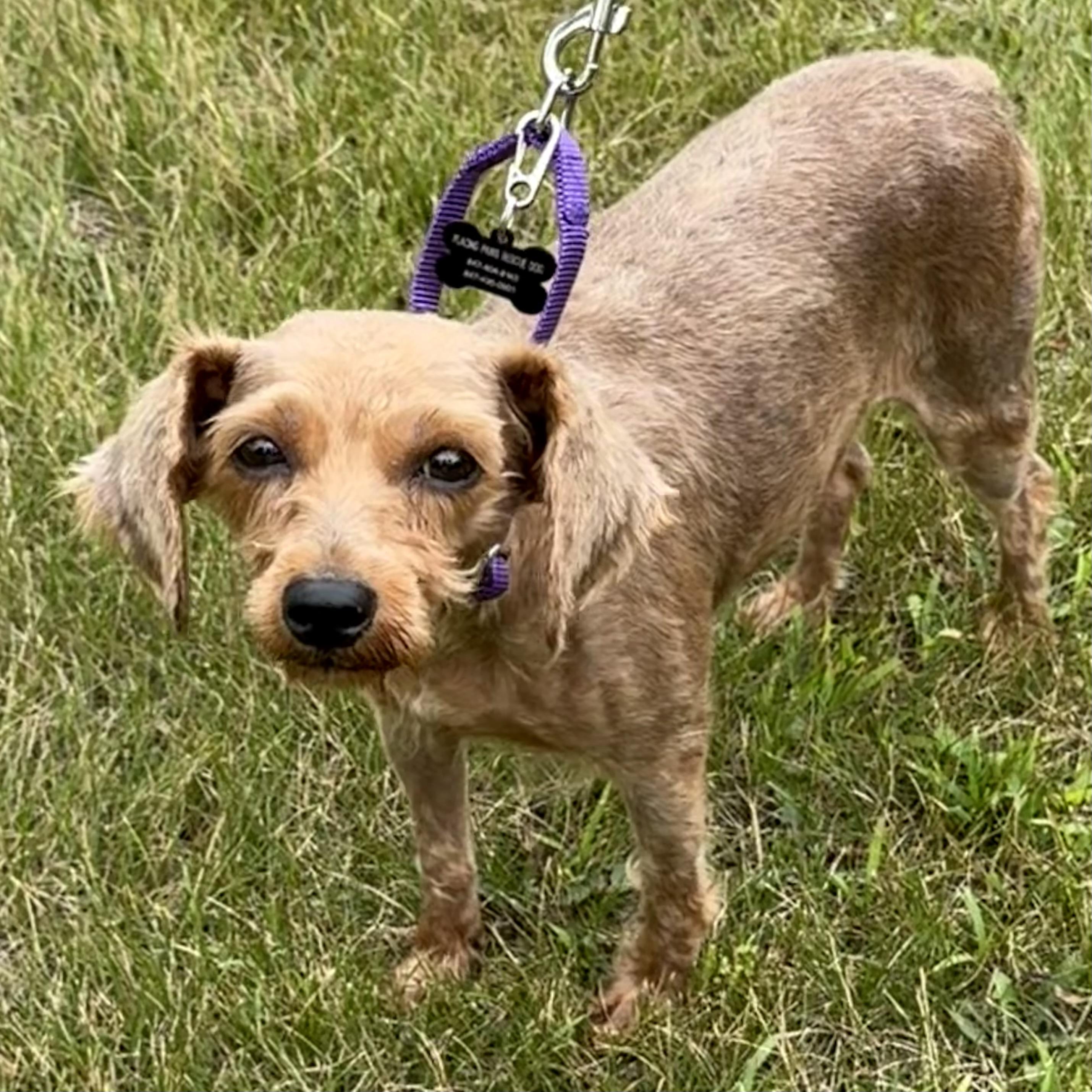 Enlarge Betsy, an adopted mixed breed in Libertyville, IL image 2/6