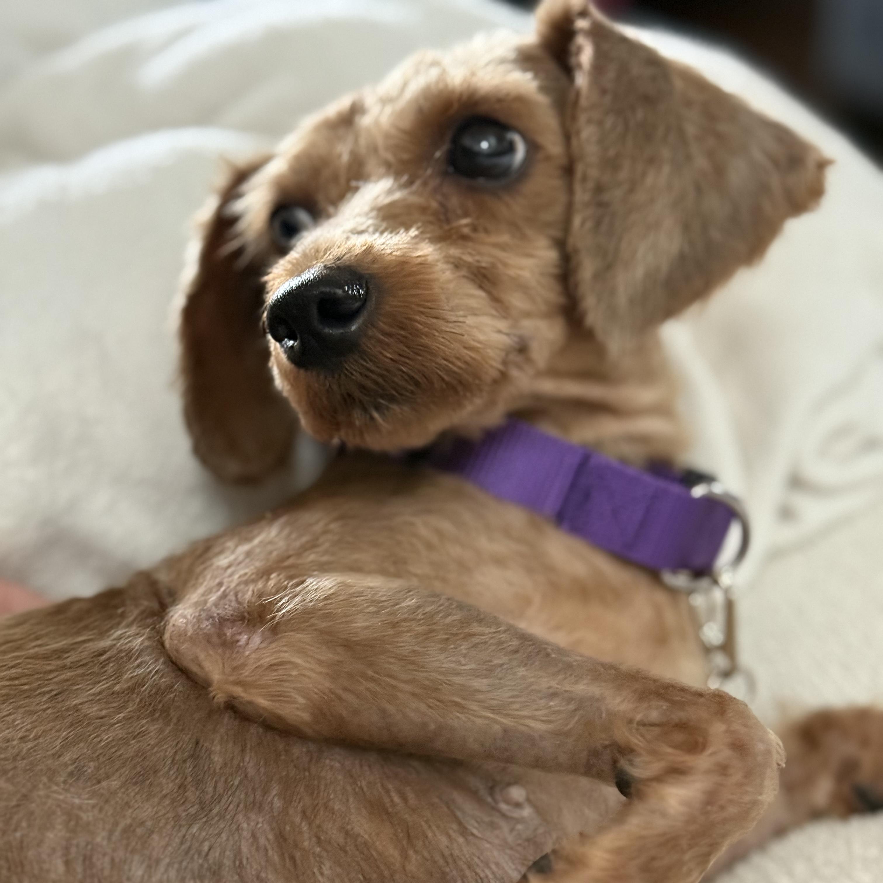 Enlarge Betsy, an adopted mixed breed in Libertyville, IL image 6/6
