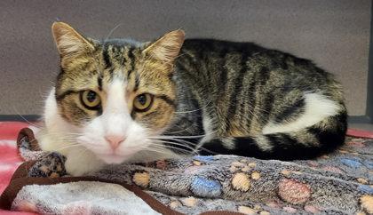 Boots, adoptable, Senior Male Domestic Short Hair.