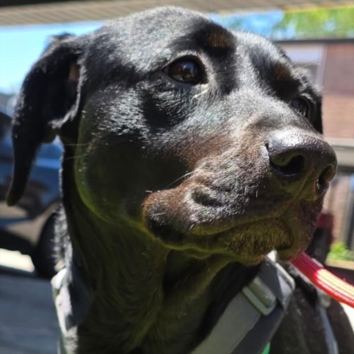 ABRIL, Adoptable, Adult Female Labrador Retriever & Mixed Breed.