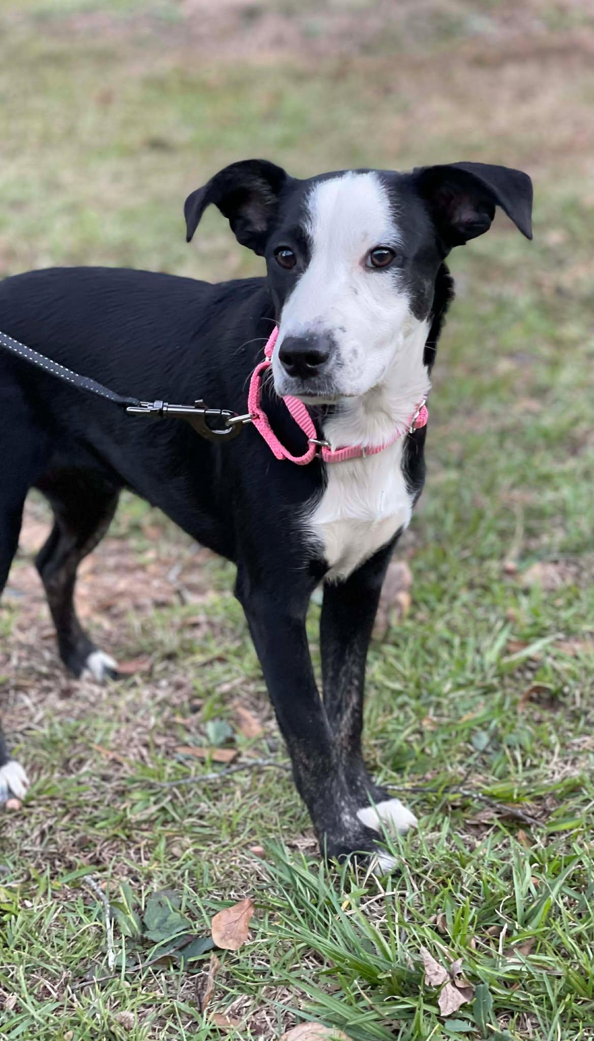 Enlarge Percy, a Adoptable mixed breed in Salem, NH image 1/1