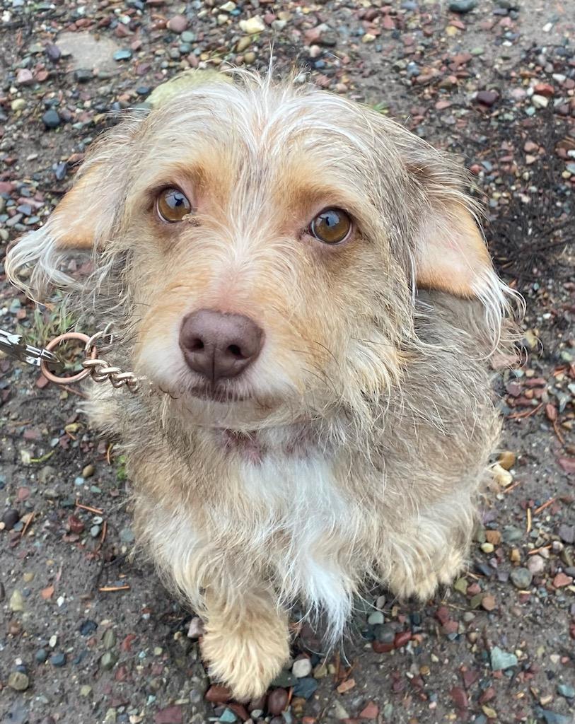 Enlarge Rosie, a ADOPTABLE mixed breed in Polson, MT image 3/3
