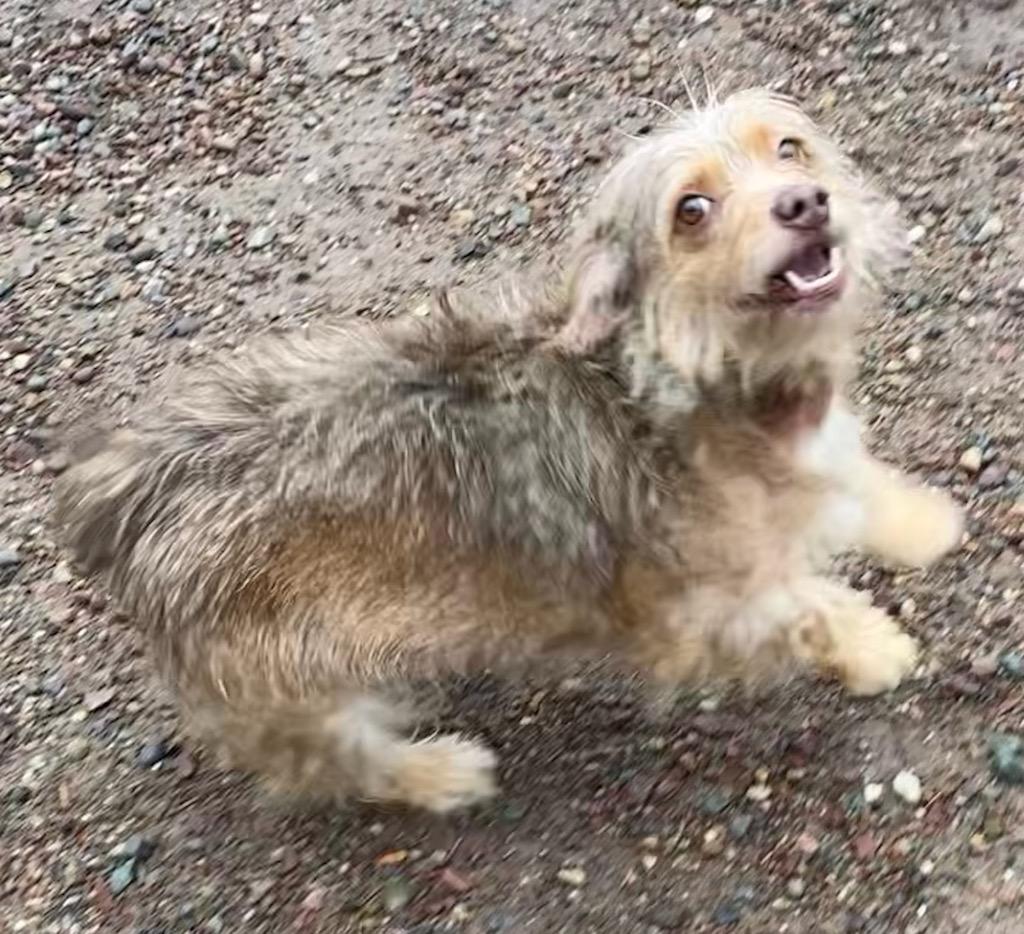 Enlarge Rosie, a ADOPTABLE mixed breed in Polson, MT image 2/3