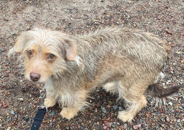 Enlarge Rosie, a ADOPTABLE mixed breed in Polson, MT image 1/3