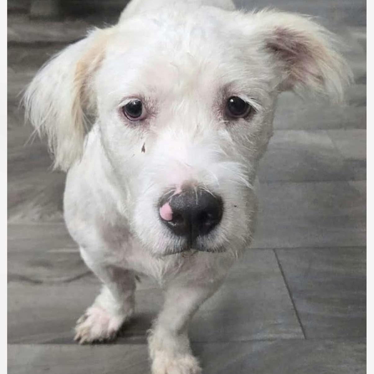 Enlarge Tabitha, a Adoptable mixed breed in Verona, NJ image 1/1