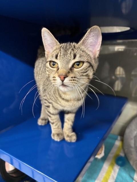 Rey, an adopted Domestic Short Hair in Caledon, ON image 1/2