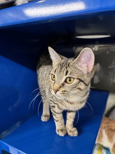 Rey, an adopted Domestic Short Hair in Caledon, ON image 2/2