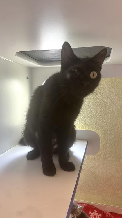 Ms. Pickles, Adoptable, Adult Female Domestic Short Hair & Domestic Short Hair.