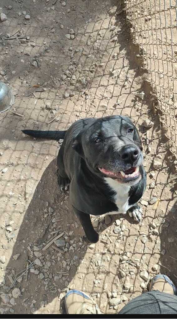 Enlarge Leroy Brown, a Adoptable mixed breed in Henrietta, TX image 1/4