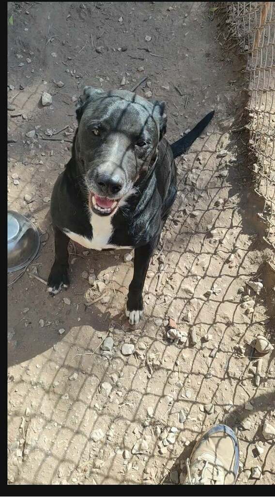 Enlarge Leroy Brown, a Adoptable mixed breed in Henrietta, TX image 2/4