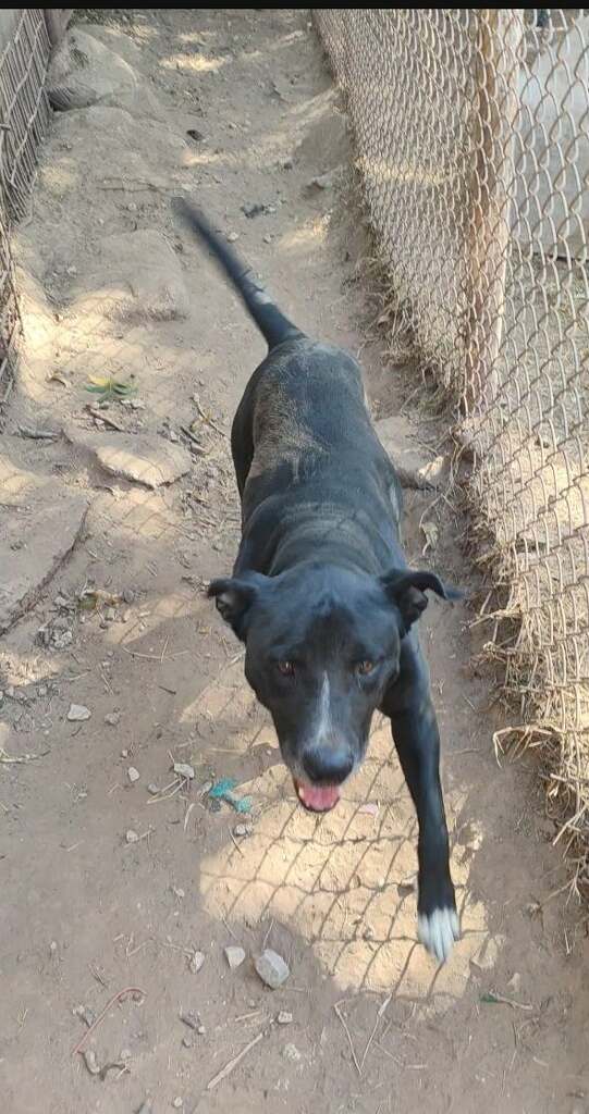 Enlarge Leroy Brown, a Adoptable mixed breed in Henrietta, TX image 4/4
